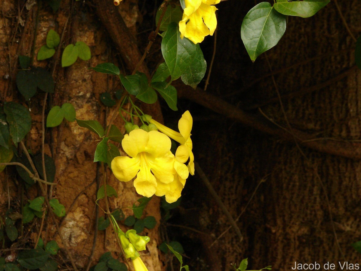 Dolichandra unguis-cati (L.) L.G.Lohmann